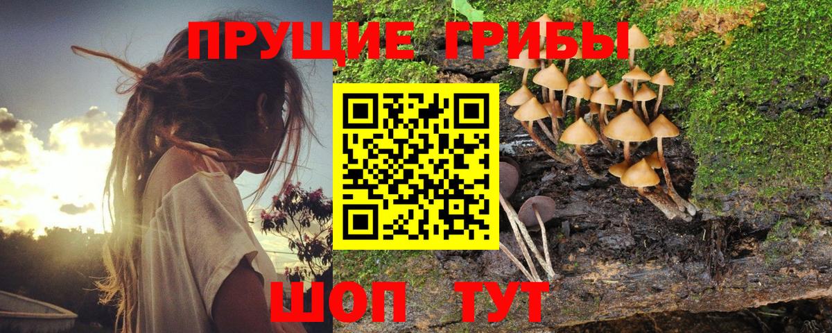 Галлюциногенные грибы Psilocybe Коммунар